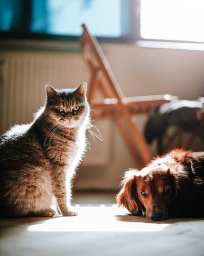 Pet Sitting